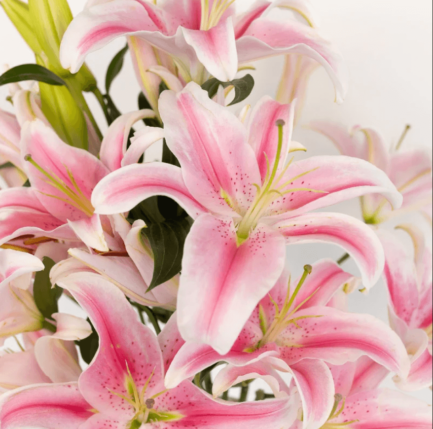 Pink Lily